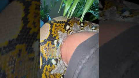 Meet jinx 🖤 #reptiles #plants #snake #snakevideo #pets #iridescent #exotic #reptilelove #snakes