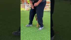 Training session with a Belgian Malinois puppy