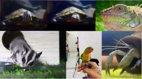For My Exotic pet’s and getting their love is a great bonding experience with them.free fly training