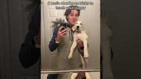 6 basic obedience tricks to teach your puppy #shorts