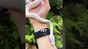 These Are The Best Exotic Pets To Own!