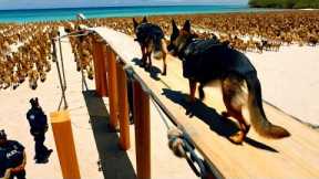 Top BEST Dog Training Techniques , Training Dogs for Sea Combat. #dogtraining #germanshepherd