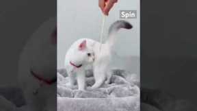 How I Target Trained My Cat #cat #funny #training #kitten