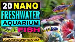 20 Tiny Freshwater Aquarium Fish That Stay Small – Perfect for Nano Tanks!
