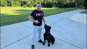 Live Dog Training Q&A