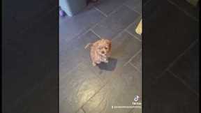 Trained puppy,  training an 8 week old Cavapoo. #trainedpuppy