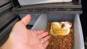 Afraid to Pickup Your Snake? Watch to Discover How to Overcome Your Fears Handling Your Ball Python!