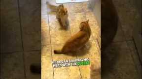 Cat shows off his boxing skills 😂