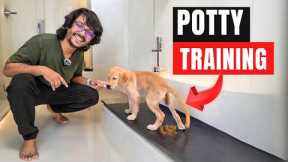 Dog potty training ! Completely potty train your dog or pup quickly and easily PART 1