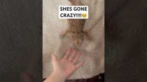 Off her ROCKER.😶 #cutepets #reptiles #petreptile #livszoo #beardeddragon #pets #lizard #reptile