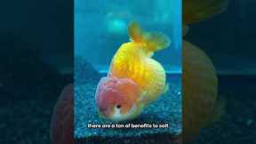 Why I add SALT to a FRESHWATER tank