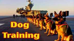 👉 Full Video : The BEST Dog Training Techniques - How to Train Your Dog!