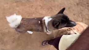 Akita dog breed is too funny 🤣 @dogloverprakash