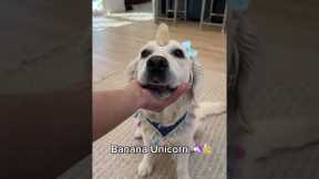 Useless Tricks I Taught my Dog! PART 2