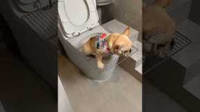 How to train your dog to use the toilet | How to potty train a puppy #dog #puppy #shorts