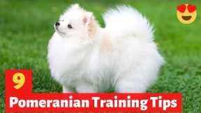9 Amazing Pomeranian Puppy Training Tips | How to Train your Pomeranian puppy?