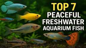 TOP 7 PEACEFUL FRESHWATER AQUARIUM FISH