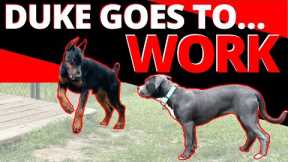 First Day on the Job - Will Duke Help or Hurt this Shy Girl?  Learn how to raise your own helper dog