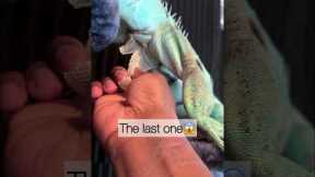 Thoughts?💭 #iguana #reptile #lizard #funnyanimals #pets #lizards #reptiles