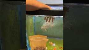 Don’t make this mistake when feeding your fish!