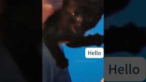 English speaking cats #funny #funnycats #funnyanimals