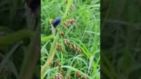 amazing animal with echo planet natural 😁😁