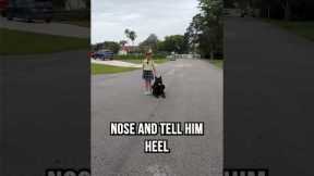 6 Year Old Trains Cane Corso