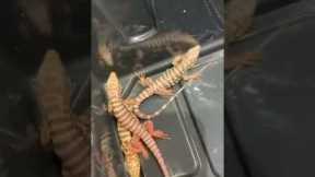 😱TEGU BABIES😱 |#shorts #reptile #lizard  #exotic  #animals