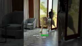 The Dark Reality of Exotic Pets in Dubai