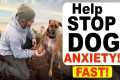 How to stop Dog Anxiety Fast -Dog