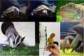 For My Exotic pet’s and getting their 