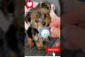 The Top 10 Training Tips for Yorkie