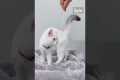 How I Target Trained My Cat #cat