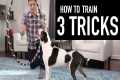 How to Train your Dog 3 Tricks! (Jump 