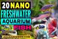 20 Tiny Freshwater Aquarium Fish That 