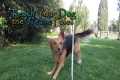 Teach Your Dog the Weave Poles! - In