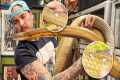 What’s WRONG with my KING COBRA ?! |