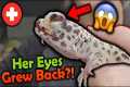 Rescuing a Leopard Gecko that REGREW