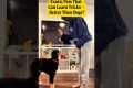 Exotic Pets That Can Learn Tricks –