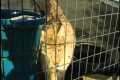 The Challenges of Owning Exotic Pets