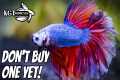 Don't Buy A Betta Fish Without
