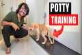 Dog potty training ! Completely potty 