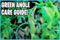 How to take Care of Green Anoles!