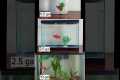 Tiny vs. larger aquarium for betta