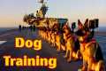 👉 Full Video : The BEST Dog Training 
