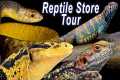 Reptile Shop Tour: Giant Monitors