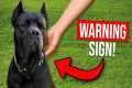 5 Signs Your Dog Owns You...And How