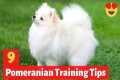 9 Amazing Pomeranian Puppy Training