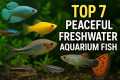TOP 7 PEACEFUL FRESHWATER AQUARIUM
