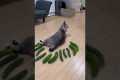 Cucumber prank in the cat 😂